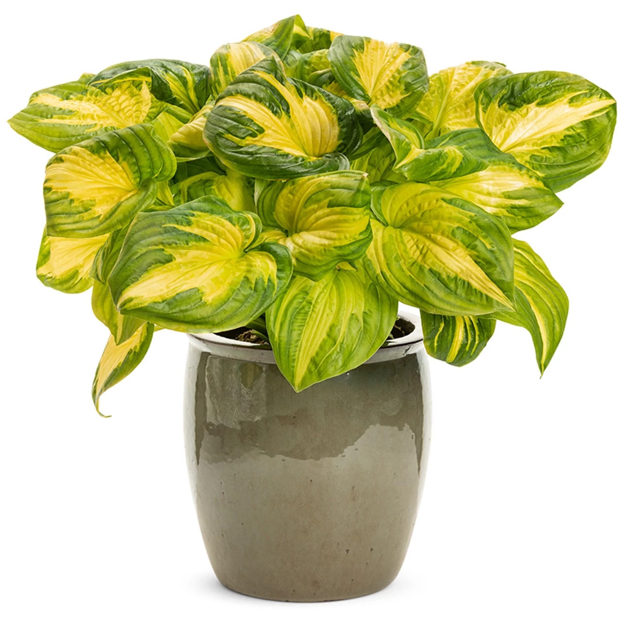 Shadowland® Hudson Bay Hosta 6 Shadowland® Hudson Bay Hosta - Image 4