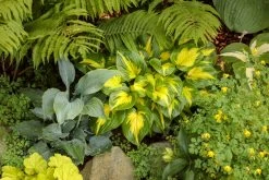 Shadowland® Etched Glass Hosta 9 Shadowland® Etched Glass Hosta -Garden Plant Store Shadowland Etched Glass Hosta in the Shade Garden 34395.1615568450