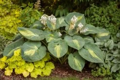 Shadowland® Hudson Bay Hosta 13 Shadowland® Hudson Bay Hosta -Garden Plant Store Shadowland Hudson Bay Hosta Blooming 27081.1615568212