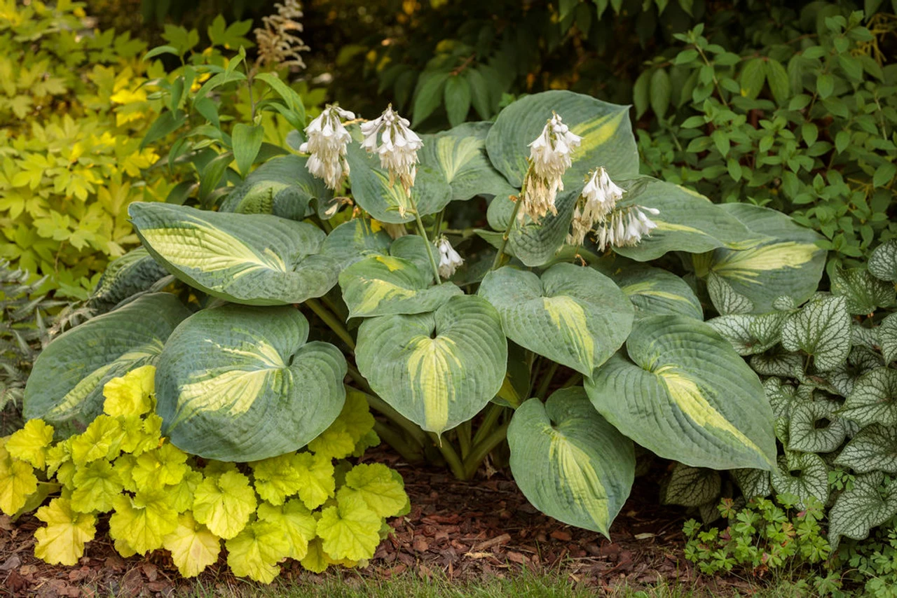Shadowland® Hudson Bay Hosta 8 Shadowland® Hudson Bay Hosta - Image 6