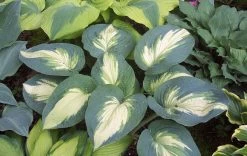 Shadowland® Hudson Bay Hosta 10 Shadowland® Hudson Bay Hosta -Garden Plant Store Shadowland Hudson Bay Hosta Foliage 1 07624.1615503606