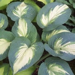 Shadowland® Hudson Bay Hosta
