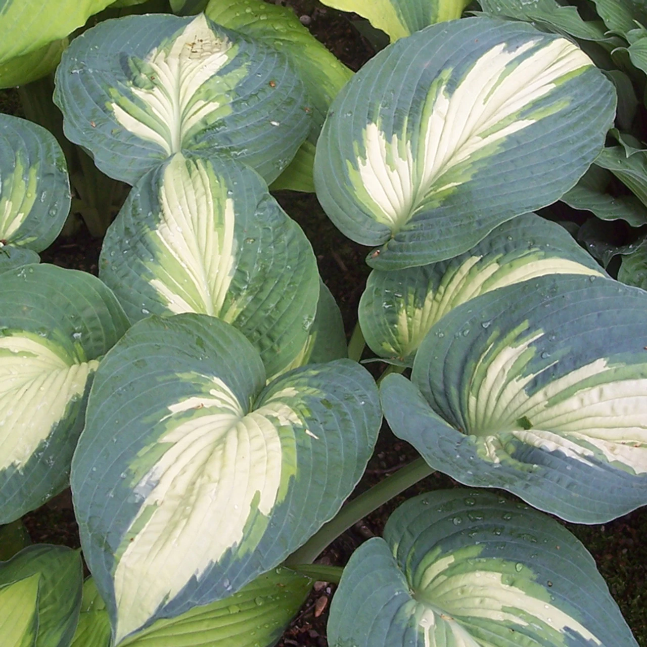 Shadowland® Hudson Bay Hosta 3 Shadowland® Hudson Bay Hosta