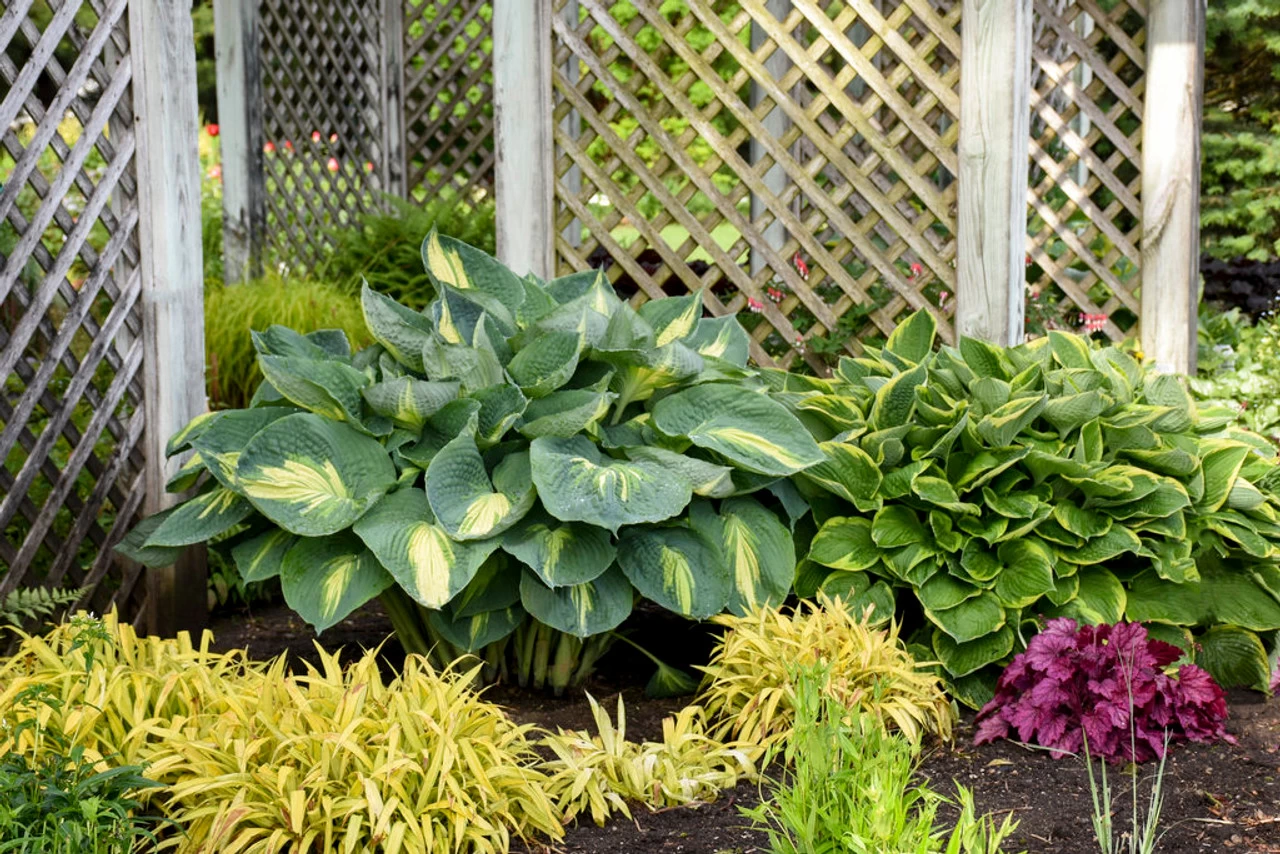 Shadowland® Hudson Bay Hosta 7 Shadowland® Hudson Bay Hosta - Image 5
