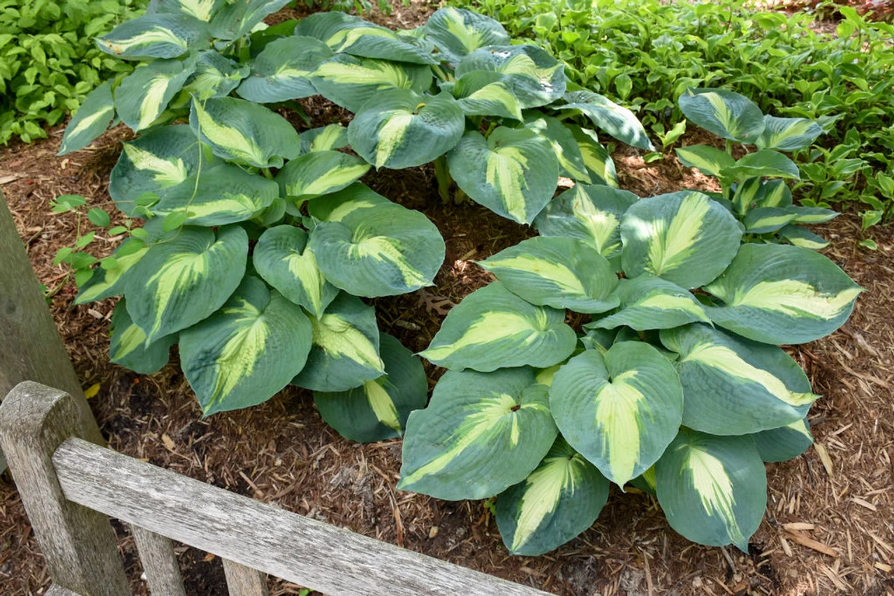 Shadowland® Hudson Bay Hosta 4 Shadowland® Hudson Bay Hosta - Image 2