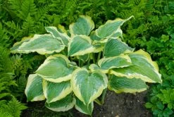 Shadowland® Seducer Hosta -Garden Plant Store Shadowland Seducer Hosta Foliage 30732.1551416730