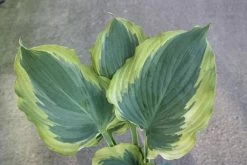 Shadowland® Seducer Hosta -Garden Plant Store Shadowland Seducer Hosta Leafs 72729.1551416730