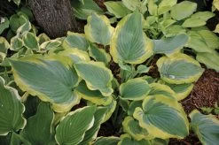 Shadowland® Seducer Hosta -Garden Plant Store Shadowland Seducer Hosta 26026.1551416730