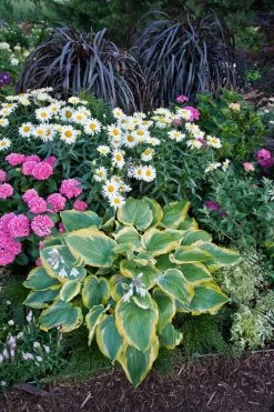 Shadowland® Seducer Hosta -Garden Plant Store Shadowland Seducer Hosta in Landscaping 48943.1551416730