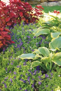 Shadowland® Seducer Hosta -Garden Plant Store Shadowland Seducer Hosta in Perennial Garden 62121.1551416730