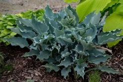 Shadowland® Waterslide Hosta 12 Shadowland® Waterslide Hosta -Garden Plant Store Shadowland Waterslide Hosta 85655.1551416728