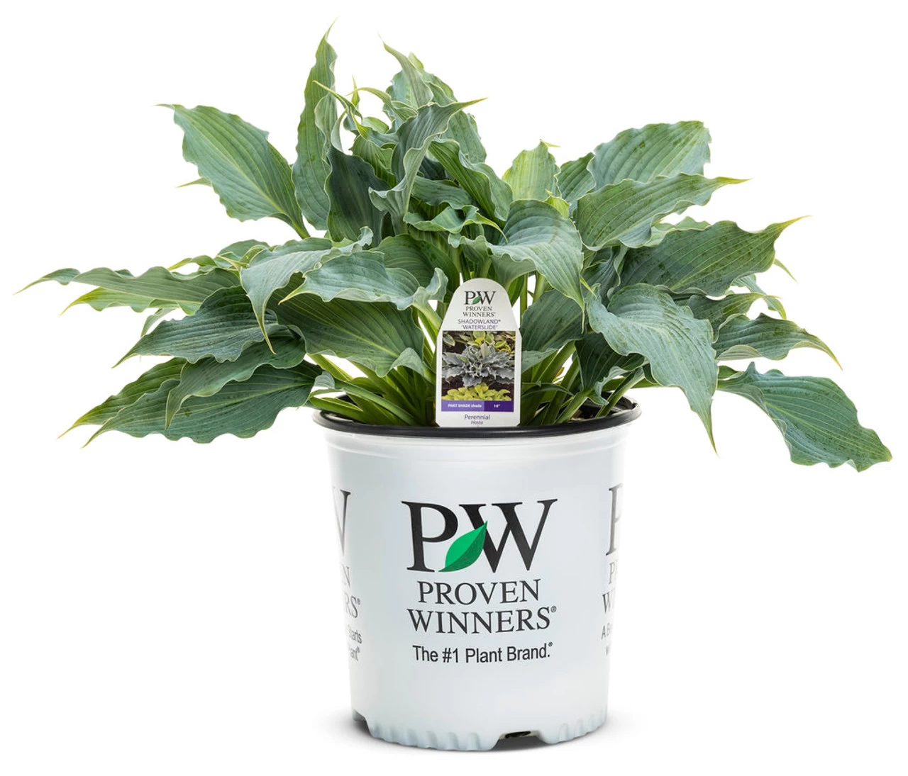 Shadowland® Waterslide Hosta 10 Shadowland® Waterslide Hosta - Image 8