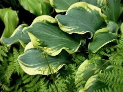 Shadowland® Wheee Hosta -Garden Plant Store Shadowland Wheee Hosta Foliage Up Close 51895.1551416725