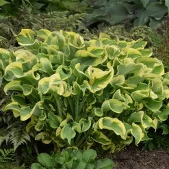 Shadowland® Wheee Hosta
