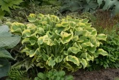 Shadowland® Wheee Hosta -Garden Plant Store Shadowland Wheee Hosta Full Size Plant 44330.1551416725