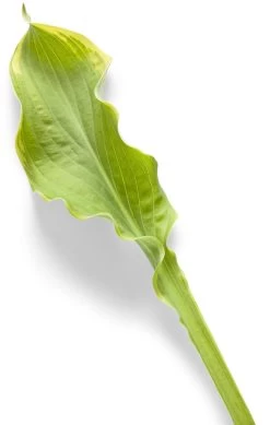 Shadowland® Wheee Hosta -Garden Plant Store Shadowland Wheee Hosta Leaf Up Close 44640.1551416725