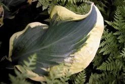 Shadowland® Wheee Hosta -Garden Plant Store Shadowland Wheee Hosta Leaf 84265.1551416725