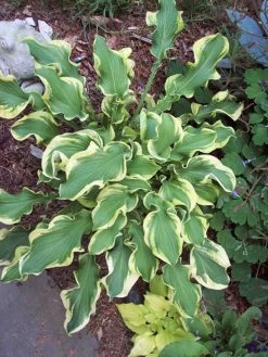 Shadowland® Wheee Hosta -Garden Plant Store Shadowland Wheee Hosta from Above 96328.1551416725
