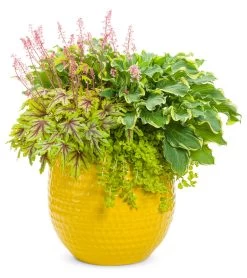 Shadowland® Wheee Hosta -Garden Plant Store Shadowland Wheee Hosta in Planter Combo 74707.1551416725