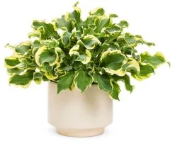 Shadowland® Wheee Hosta -Garden Plant Store Shadowland Wheee Hosta in Planter 63828.1551416725