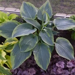 Shadowland® Wu-La-La Hosta