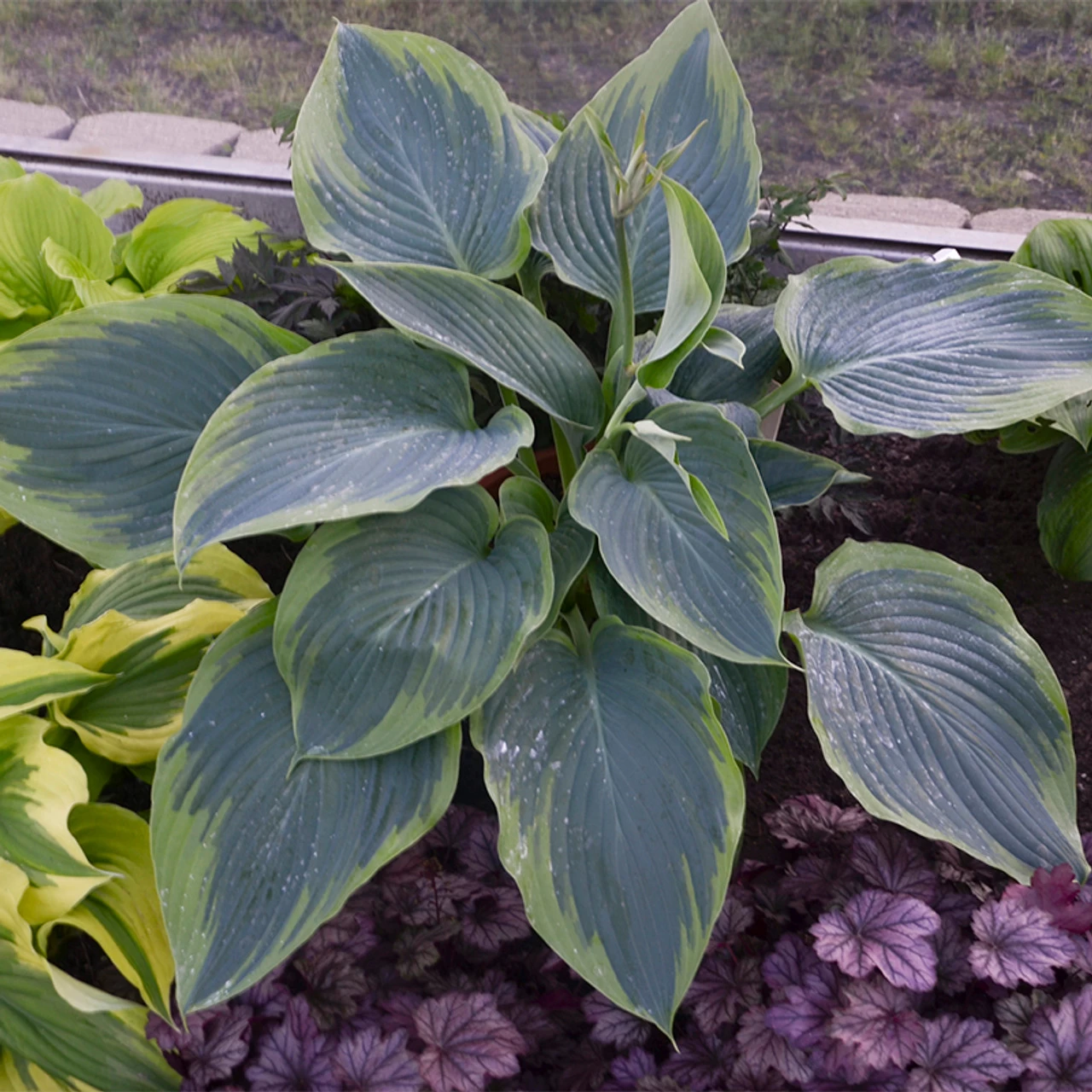 Shadowland® Wu-La-La Hosta 3 Shadowland® Wu-La-La Hosta