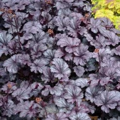 Shanghai Coral Bells -Garden Plant Store Shanghai Coral Bells 2 69532.1669050636