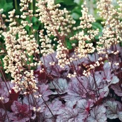 Shanghai Coral Bells -Garden Plant Store Shanghai Coral Bells 4 11293.1669050636