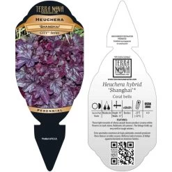 Shanghai Coral Bells -Garden Plant Store Shanghai Coral Bells 7 55261.1669050636