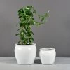 Shanghai Fishbowl Planters -Garden Plant Store Shanghai Fishbowl Planter with Plants 28674.1652475408