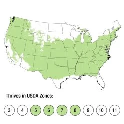 Shining Sensation Weigela -Garden Plant Store Shining Sensation Weigela Growing Zones 54388.1640870137