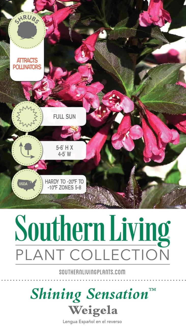 Shining Sensation Weigela - Image 3