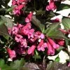 Shining Sensation Weigela -Garden Plant Store Shining Sensation Weigela 31773.1587916921