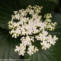 Shiny Dancer® Viburnum