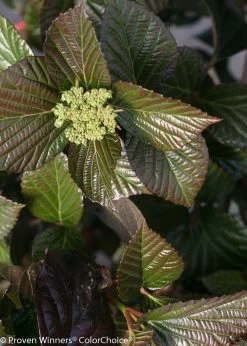 Shiny Dancer® Viburnum -Garden Plant Store Shiny Dancer Viburnum Foliage in the Sunlight 51988.1523225538