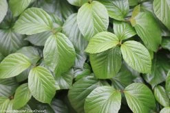Shiny Dancer® Viburnum -Garden Plant Store Shiny Dancer Viburnum Leaves 50007.1523225542