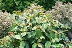 Shiny Dancer® Viburnum -Garden Plant Store Shiny Dancer Viburnum Shrub 38957.1523225546