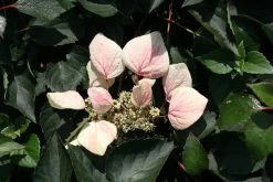 Rose Sensation False Hydrangea-Vine -Garden Plant Store Shizophragma Rose Sensation Blooming 32574.1549755031