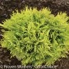 Annas Magic Ball® Arborvitae 1 Annas Magic Ball® Arborvitae -Garden Plant Store Short Annas Magic Ball Arborvitae Shrub 88778.1523214662