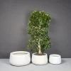 Short Hayden Tapered Round Planters -Garden Plant Store Short Hayden Tapered Round Planters with plants 42976.1667841311