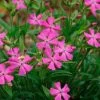 Short And Sweet Catchfly 2 Short And Sweet Catchfly -Garden Plant Store Short and Sweet Catchfly 78379.1669050689