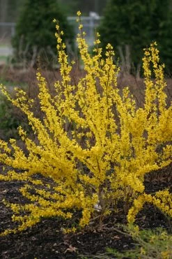 Show Off® Forsythia -Garden Plant Store Show Off Forsythia Blooming Early in the Year 06122.1610751065