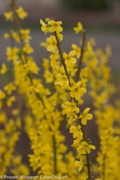 Show Off® Forsythia -Garden Plant Store Show Off Forsythia Branches With Flowers 93757.1610751069