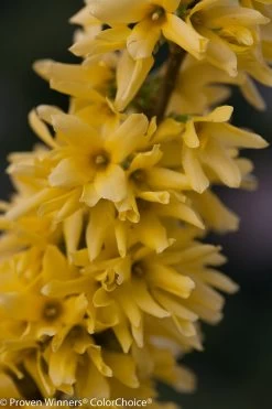 Show Off® Forsythia -Garden Plant Store Show Off Forsythia Flowers Close Up 36760.1610751077