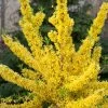 Show Off® Forsythia 1 Show Off® Forsythia -Garden Plant Store Show Off Forsythia Shrub Covered in Blooms 92969.1610751033