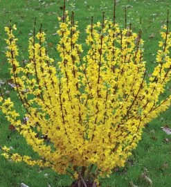 Show Off® Forsythia -Garden Plant Store Show Off Forsythia Shrub in the Spring 37257.1610751057