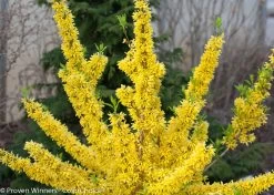 Show Off® Forsythia -Garden Plant Store Show Off Forsythia Stems Covered in Flowers 17265.1610751080