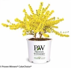 Show Off® Forsythia -Garden Plant Store Show Off Forsythia in Proven Winners Pot 29157.1610751060