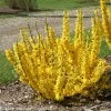 Show Off® Sugar Baby® Forsythia -Garden Plant Store Show Off Sugar Baby Forsythia Bush in Landscaping c 66516.1549755034