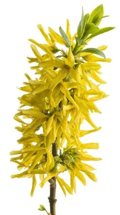 Show Off® Sugar Baby® Forsythia -Garden Plant Store Show Off Sugar Baby Forsythia Up Close with Yellow Blooms 18573.1549755034